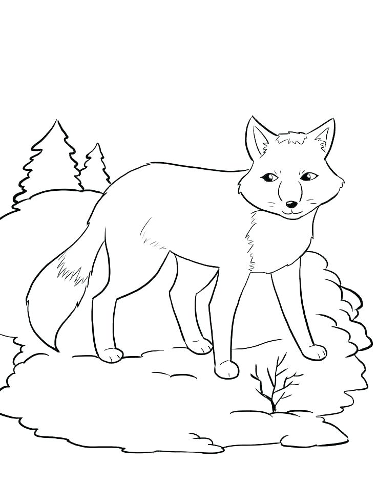 736x952 Animal Jam Coloring Pages Fox Arctic Wolf Coloring Pages Fox