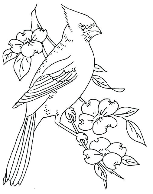 506x640 Cardinal Coloring Pages Free Pattern Cardinal And Dogwood The Beak