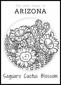 248x348 Free Arizona State Flower Coloring Page Saguaro Cactus Blossom