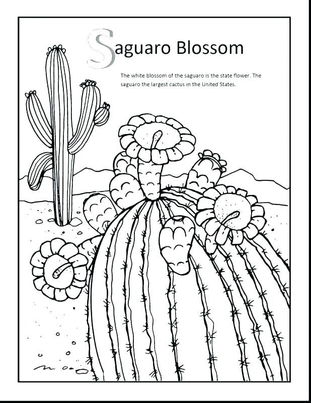 618x800 Arkansas Coloring Pages Coloring Pages State Flower Coloring Page