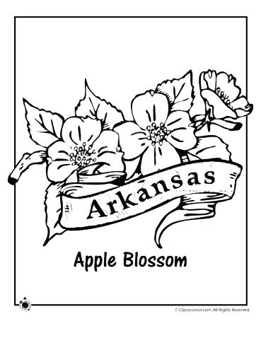 369x478 Arkansas Coloring Pages State Flower Coloring Pages