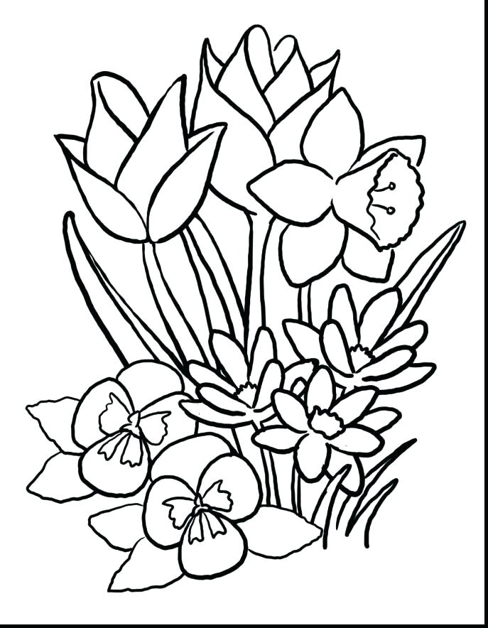 687x884 State Bird And Flower Coloring Pages Arkansas Coloring Pages State