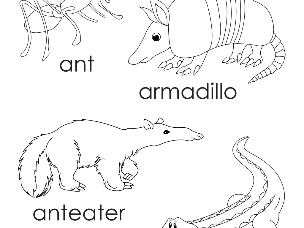1024x768 Armadillo Coloring Pages Free Printable Page Texas Cartoon