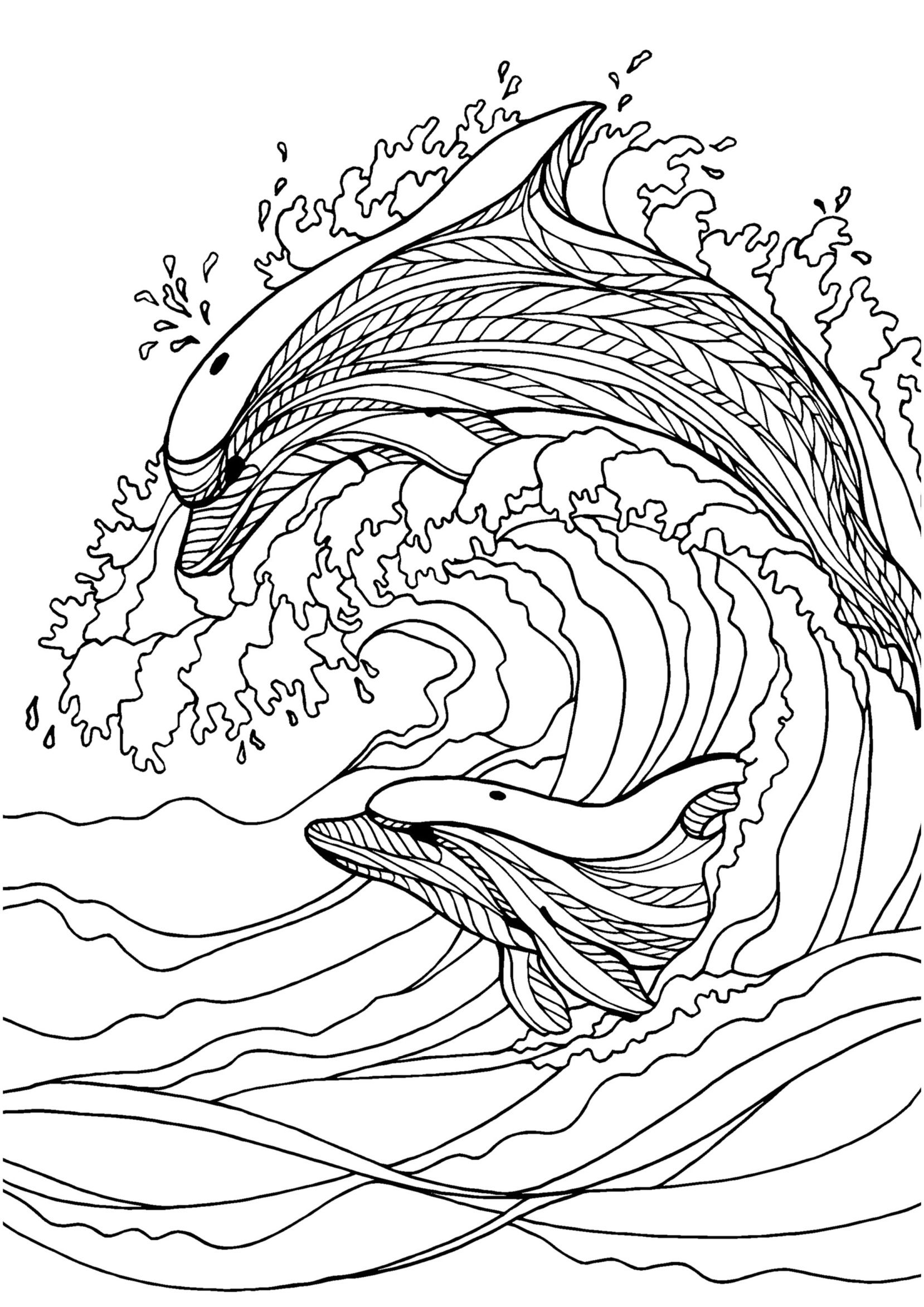 1658x2345 Dolphin Adult Colouring Page Colouring In Sheets