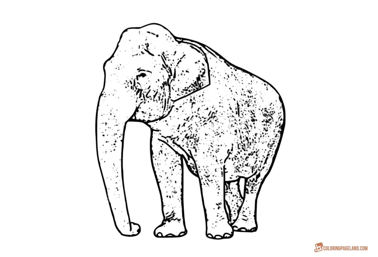 1280x870 Coloring Pages Of Elephants
