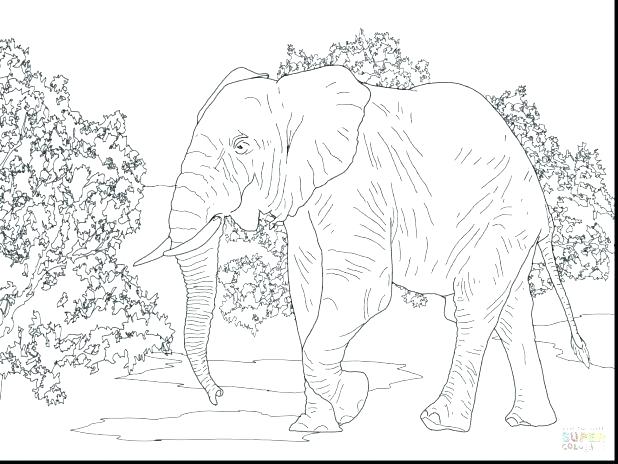 618x464 Elephant Drawings For And Baby Elephant Drawing For Kids African