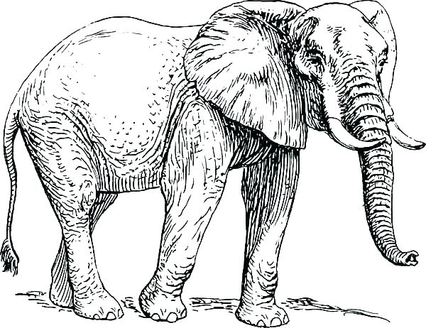 600x462 Elephants Coloring Pages Elephant Coloring Pages Elephants