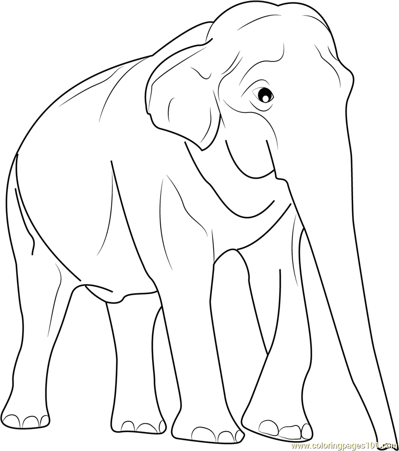 800x903 Male Asian Elephants Coloring Page