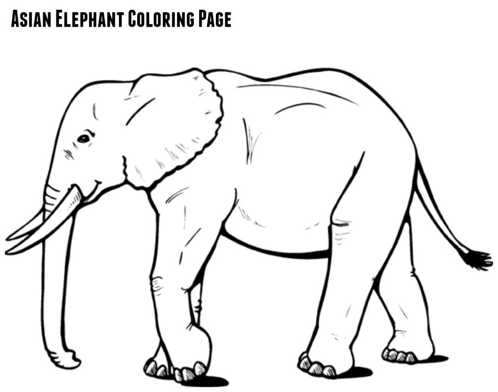 1024x805 Asian Elephant Coloring Page