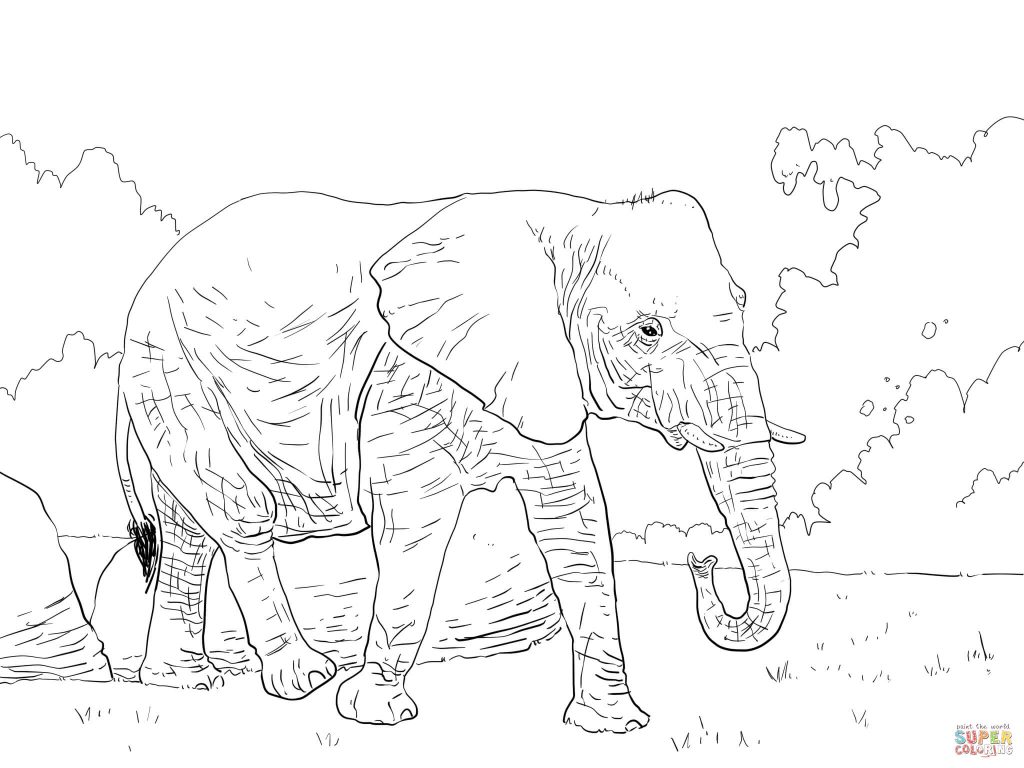 1024x768 African Bush Elephant Walking For Coloring Page