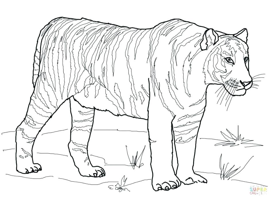 948x700 Coloring Pages Tiger Auburn Coloring Pages Tiger Coloring Pages