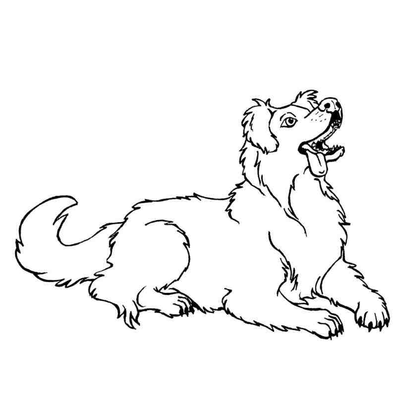 809x809 Australian Shepherd Line Drawing Animalsee Club