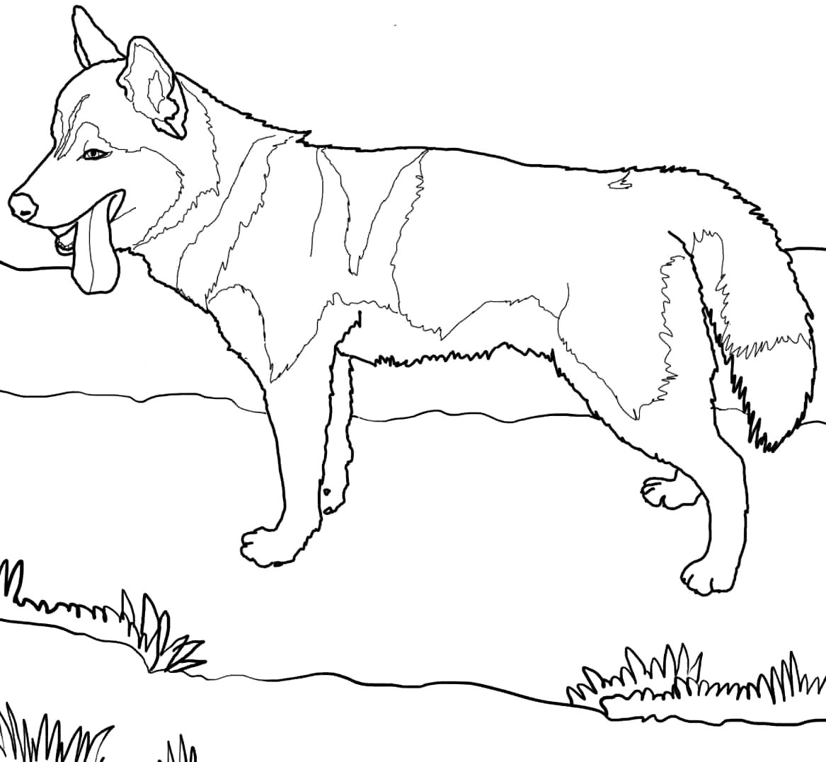 1167x1077 Husky Puppy Coloring Pages Photo