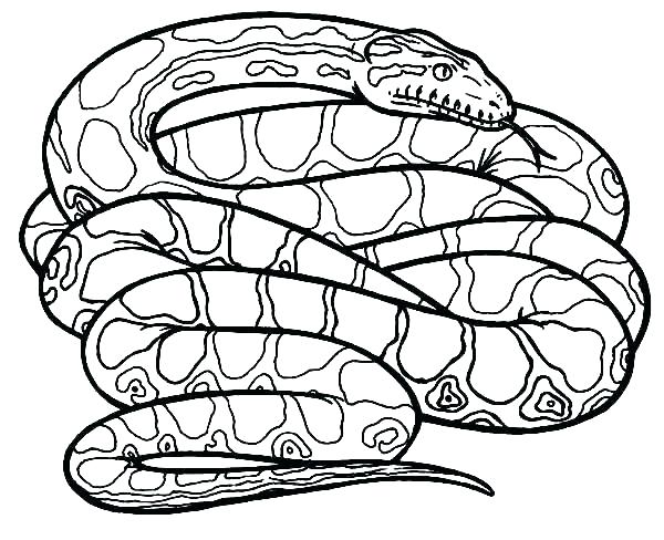 600x488 Rainforest Animal Coloring Pages