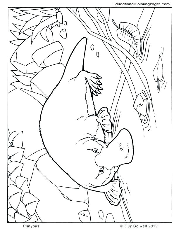 612x792 Mini Australian Shepherd Coloring Page Psalm Pages Info Print Out