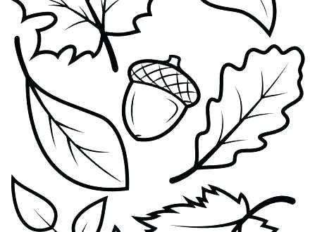 440x330 Leaf Coloring Page