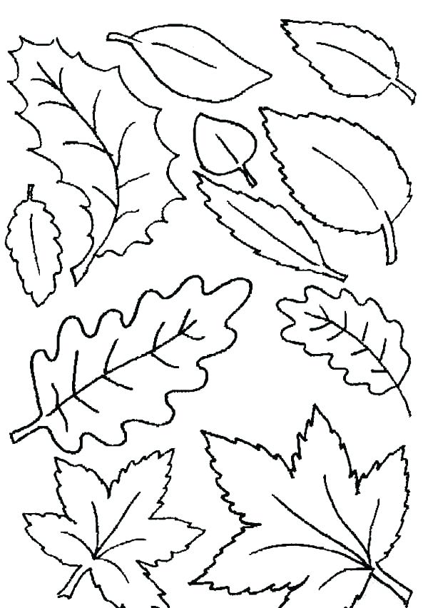 600x852 Autumn Coloring Pages Various Leaves Fall In Autumn Coloring Pages