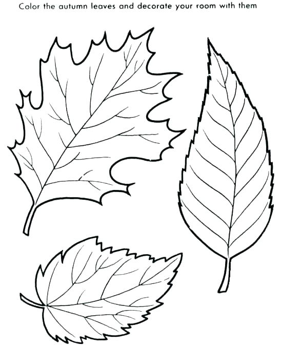 550x672 Big Fall Leaves Coloring Pages Leaf For Preschool Autumn Sheets