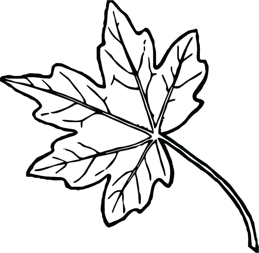 863x843 Fall Leaves Coloring Pages Fall Leaf Coloring Pages Autumn Leaf