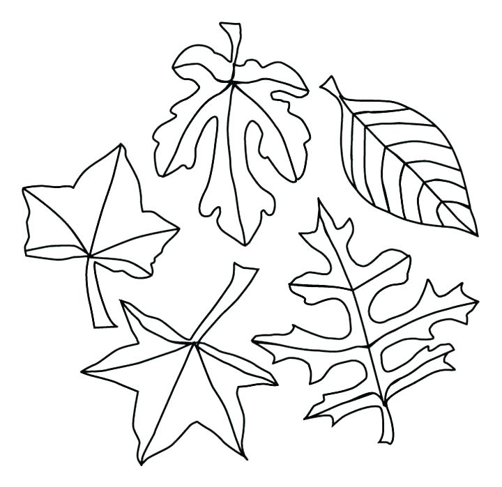 720x699 Autumn Leaf Coloring Pages Autumn Leaves Coloring Pages Leaves