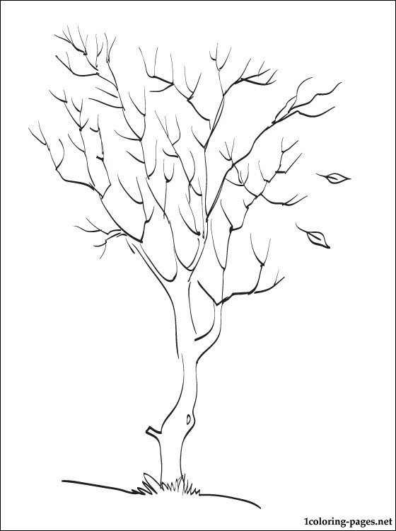 560x750 Autumn Tree Coloring Page Coloring Pages
