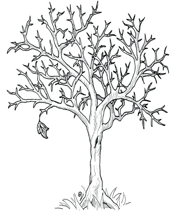 564x696 Fall Tree Coloring Page Fall Tree Coloring Page Fan Photo Free