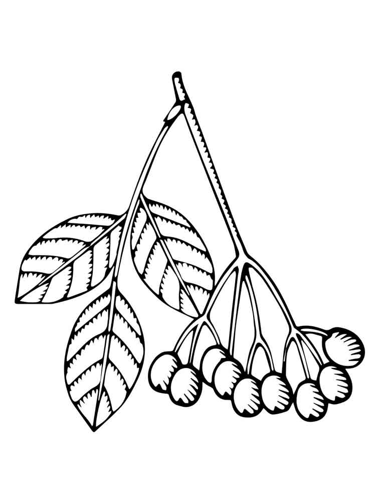 750x1000 Elderberry Coloring Pages Download And Print Elderberry Coloring