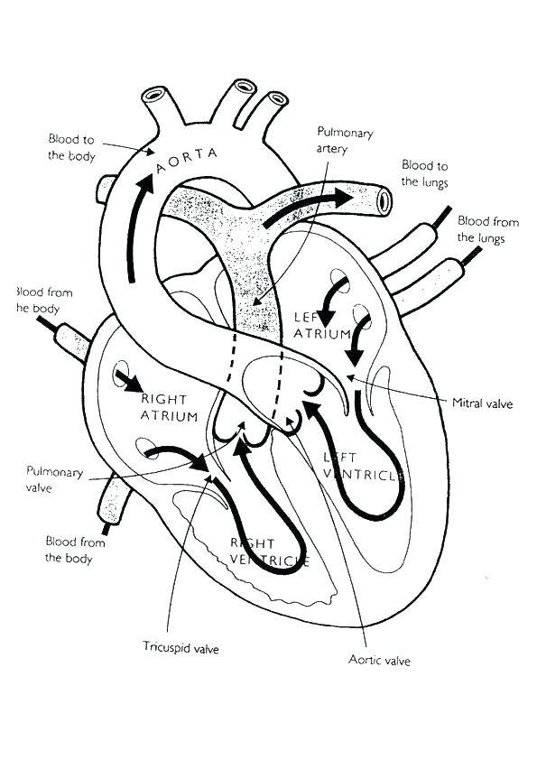595x842 Skeletal System Coloring Pages Skeleton Coloring Pages To Print