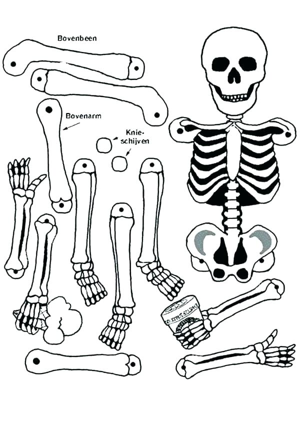 600x848 Axial Skeleton Coloring Page Skeleton Coloring Pages