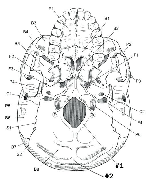 539x632 Axial Skeleton Coloring Sheet Axial Skeleton Coloring Sheet Axial