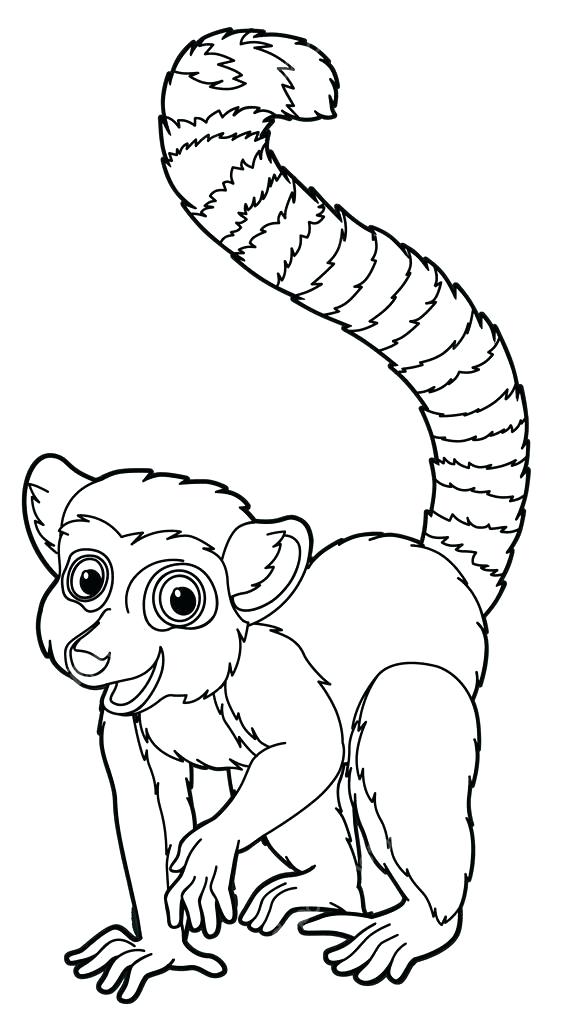 565x1023 Lemur Coloring Page Printable Coloring Pages For Kids Coloring