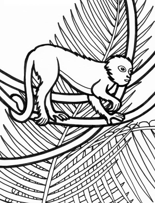 600x787 Rainforest Lemur Coloring Page Color Luna