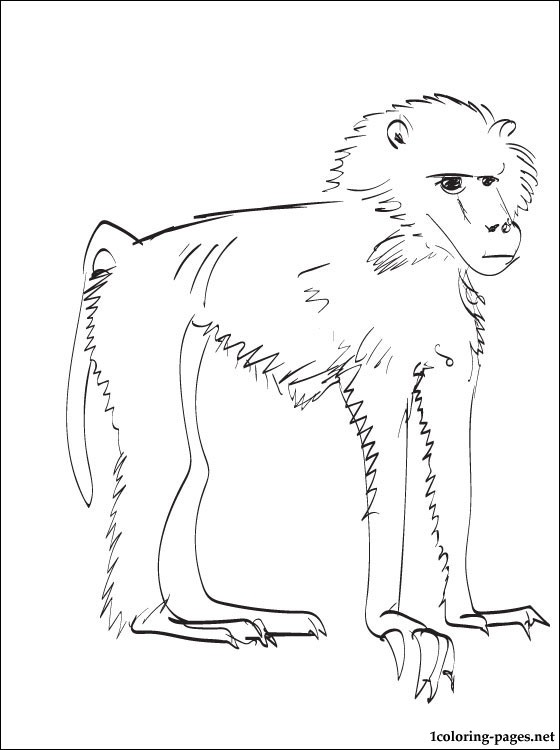 560x750 Baboon Coloring Page Coloring Pages