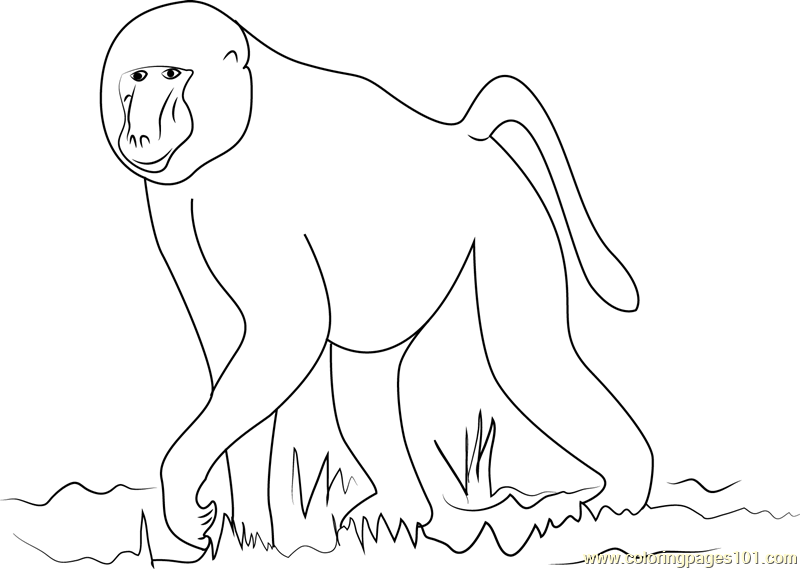 800x569 African Baboon Coloring Page