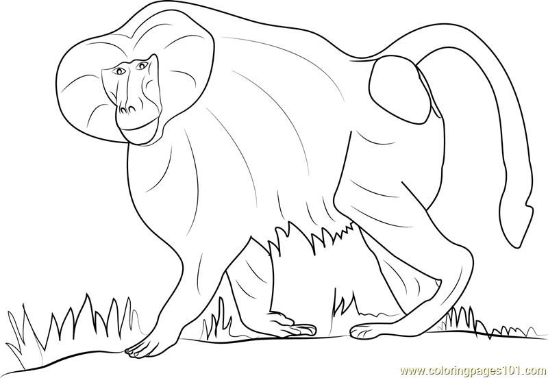 800x552 Hamadryas Baboon Coloring Page
