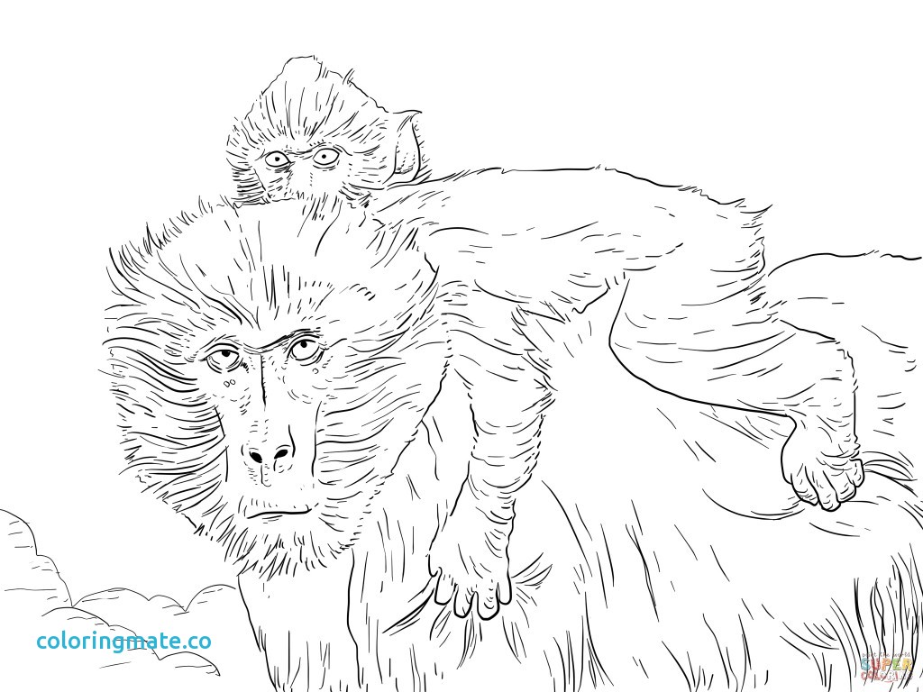 1024x768 Phoenix Coloring Pages Unique Baboon Coloring Page Free Printable