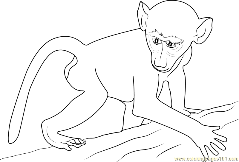 800x544 African Baby Baboon Coloring Page