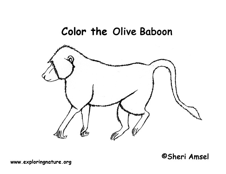 792x612 Baboon Coloring Page