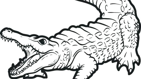 585x329 Alligator Coloring Page Coloring Alligator Free Printable