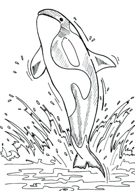 440x620 Orca Whale Coloring Pages Killer Whale Coloring Pages Whale