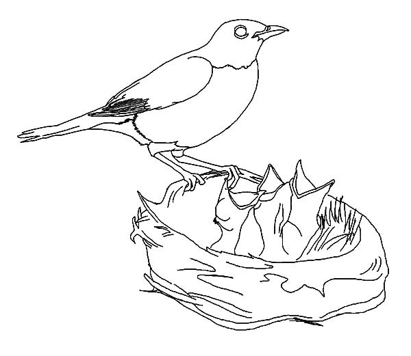 600x521 Hungry Baby Bird In Bird Nest Coloring Pages Best Place To Color
