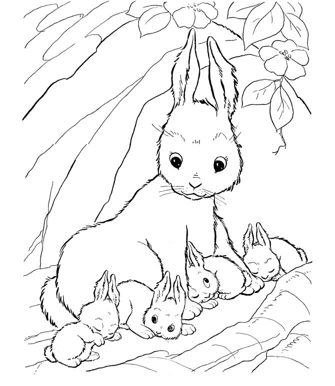 670x773 Baby Bunny Rabbit Coloring Pages Coloring Pages