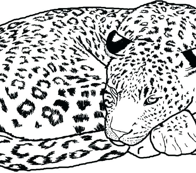 678x600 Cheetah Coloring Page Printable Baby Cheetah Coloring Pages