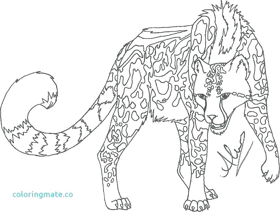 900x683 Cheetah Coloring Pages Cheetah Coloring Pages Cheetah Coloring