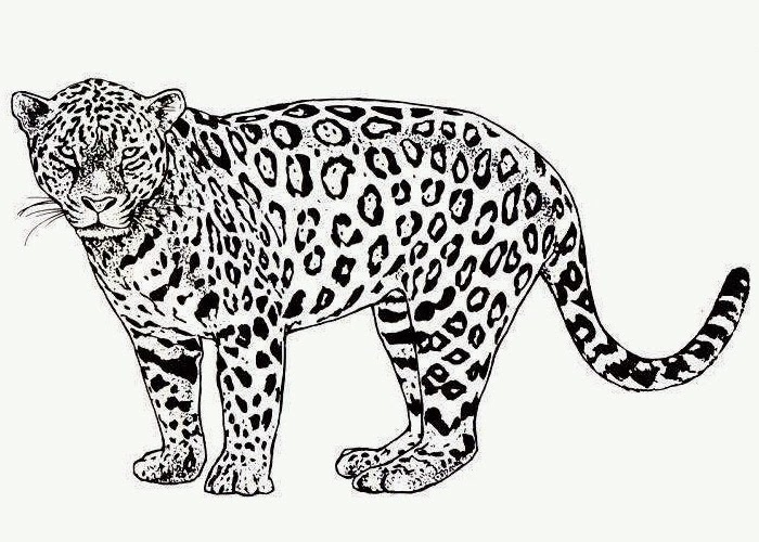 700x500 Cheetah Coloring Pages Lovely Cheetah Coloring Page Kids