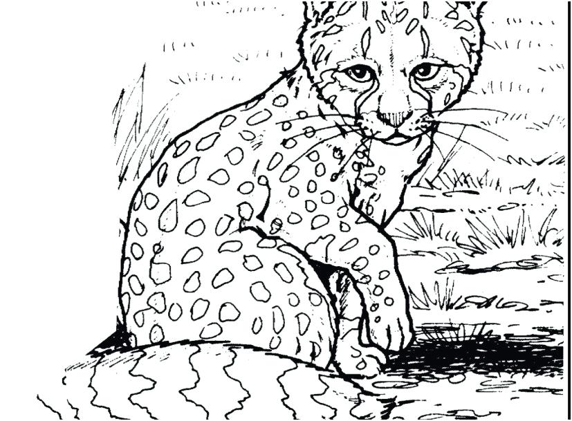 827x609 Snow Leopard Coloring Pages