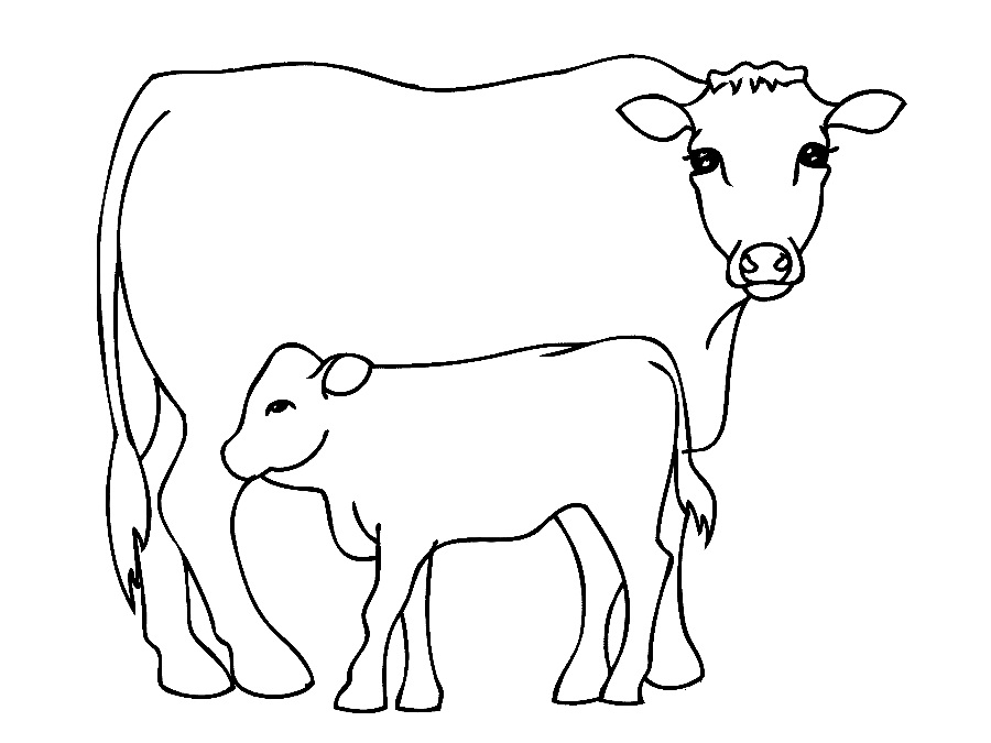 900x675 Cow Coloring Pages Baby Cow Coloring Pages Kids Coloring Pages