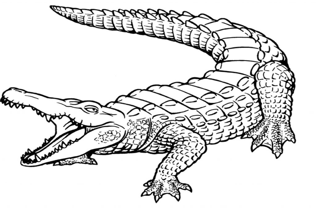 1024x673 Crocodile Coloring Pages Free Picture High Definition Hunter