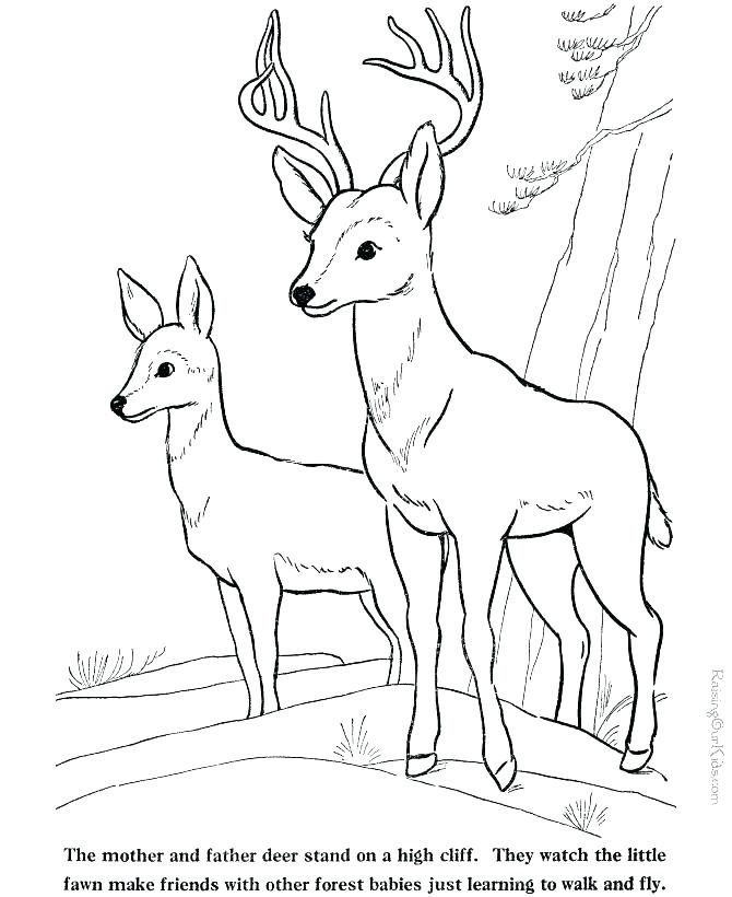 670x820 Baby Deer Coloring Pages Deer Coloring Pages Free Red Deer
