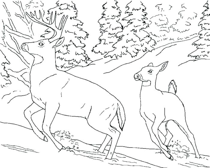 700x560 Coloring Pages Deer Baby Deer Coloring Pages Deer Coloring Pages